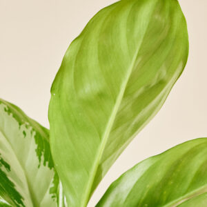 Aglaonema - Afbeelding 2