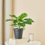 Bananenplant