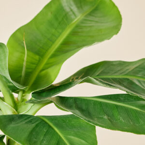 Bananenplant - Afbeelding 2