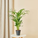Goudpalm