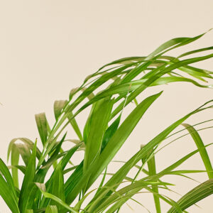 Goudpalm - Afbeelding 2