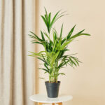 Plantenpakket dierenvriend - Afbeelding 5