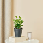 Plantenpakket tafelplant - Afbeelding 5