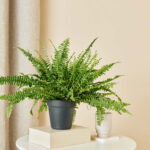 Plantenpakket tafelplant - Afbeelding 3