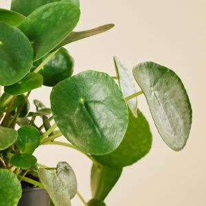 Pannekoekenplant - Afbeelding 2