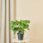 Plantenpakket dierenvriend - Afbeelding 2