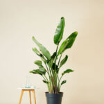 Paradijsvogelplant