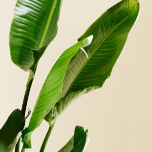 Paradijsvogelplant - Afbeelding 2