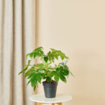 Vingerplant