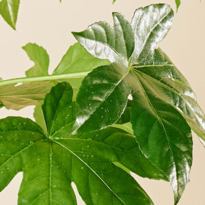 Vingerplant - Afbeelding 2